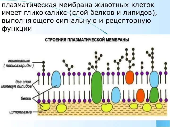 плазматическая мембрана животных клеток имеет гликокаликс (слой белков и липидов), выполняющего сигнальную и рецепторную функции