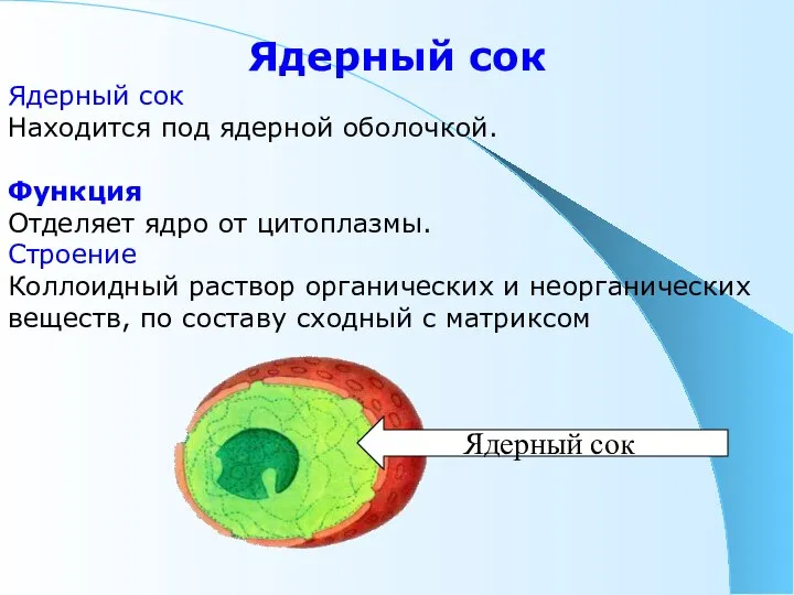 Ядерный сок Ядерный сок Находится под ядерной оболочкой. Функция Отделяет ядро от