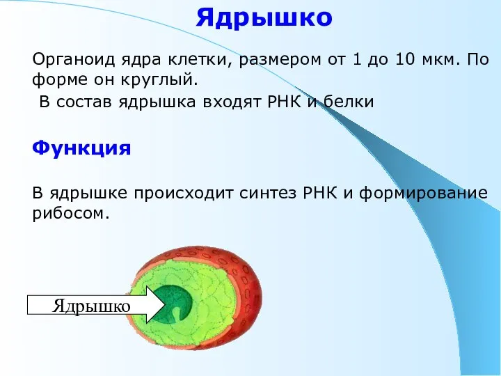 Ядрышко Органоид ядра клетки, размером от 1 до 10 мкм. По форме