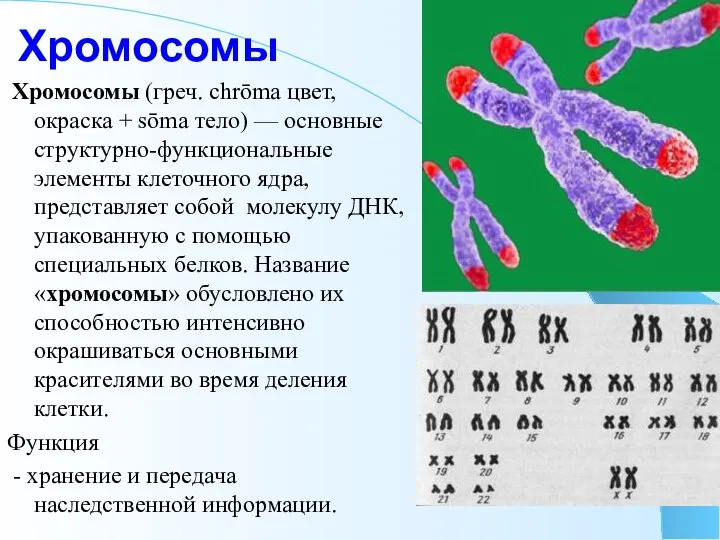 Хромосомы Хромосомы (греч. chrōma цвет, окраска + sōma тело) — основные структурно-функциональные