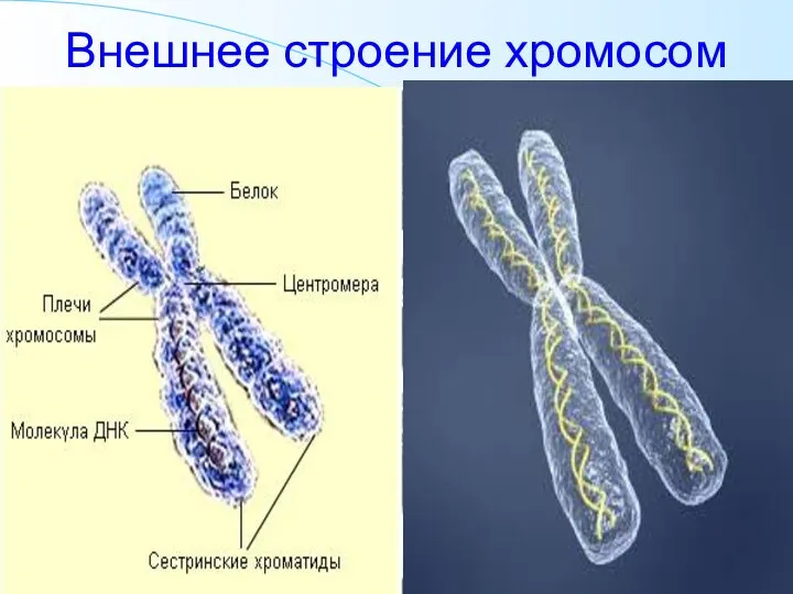 Внешнее строение хромосом