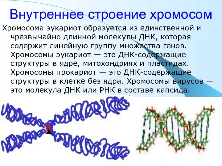 Внутреннее строение хромосом Хромосома эукариот образуется из единственной и чрезвычайно длинной молекулы