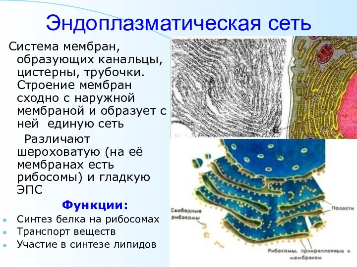 Эндоплазматическая сеть Система мембран, образующих канальцы, цистерны, трубочки. Строение мембран сходно с