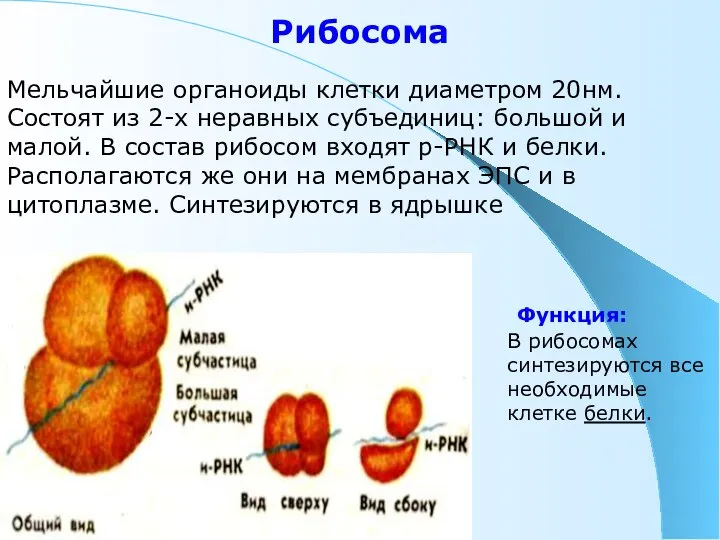 Рибосома Мельчайшие органоиды клетки диаметром 20нм. Состоят из 2-х неравных субъединиц: большой