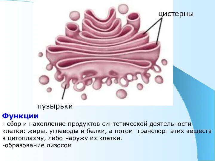 Функции - сбор и накопление продуктов синтетической деятельности клетки: жиры, углеводы и