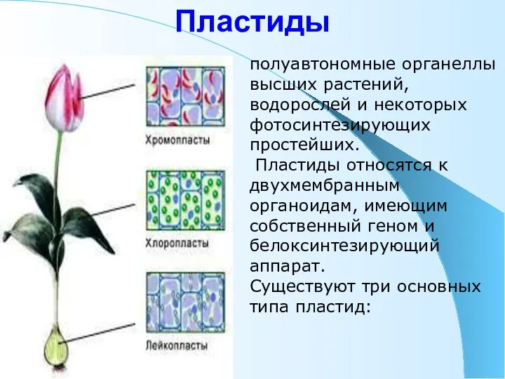 Пластиды полуавтономные органеллы высших растений, водорослей и некоторых фотосинтезирующих простейших. Пластиды относятся
