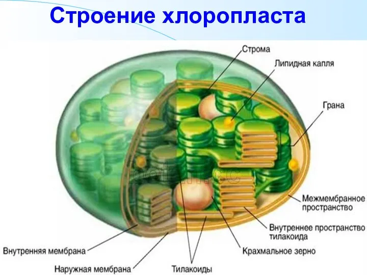 Строение хлоропласта