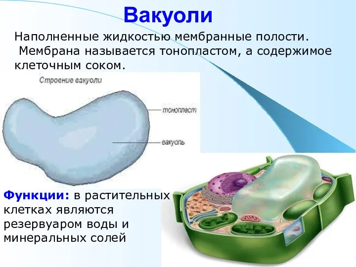 Вакуоли Наполненные жидкостью мембранные полости. Мембрана называется тонопластом, а содержимое клеточным соком.