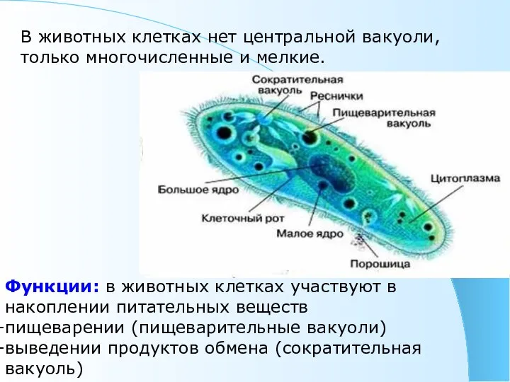 В животных клетках нет центральной вакуоли, только многочисленные и мелкие. Функции: в