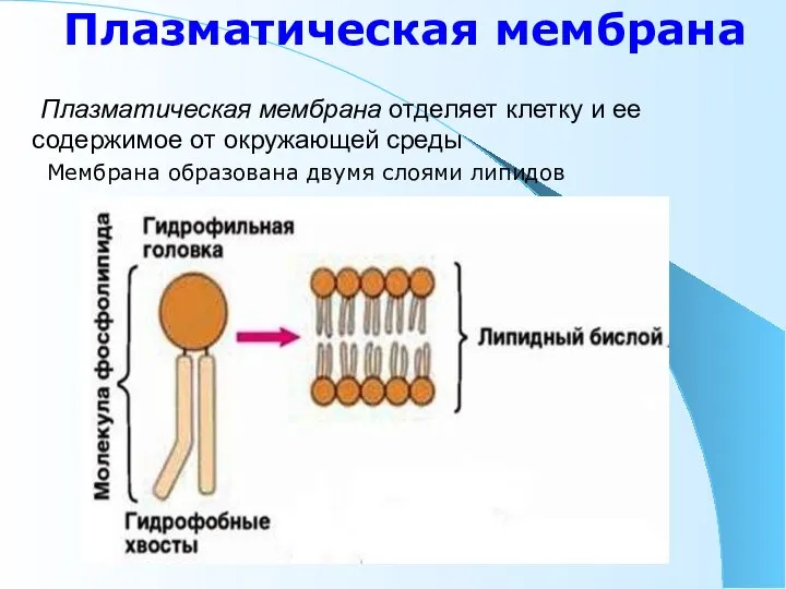 Плазматическая мембрана Плазматическая мембрана отделяет клетку и ее содержимое от окружающей среды