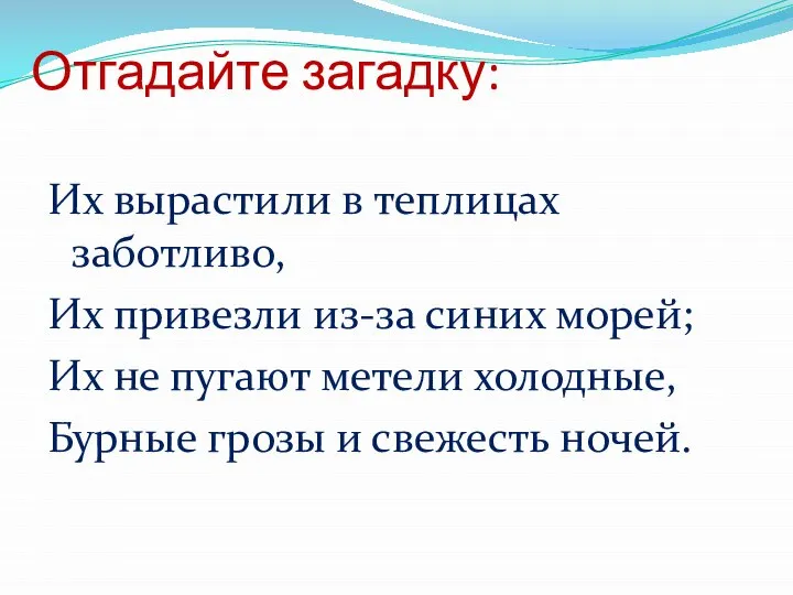 Отгадайте загадку: Их вырастили в теплицах заботливо, Их привезли из-за синих морей;