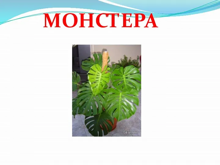 МОНСТЕРА