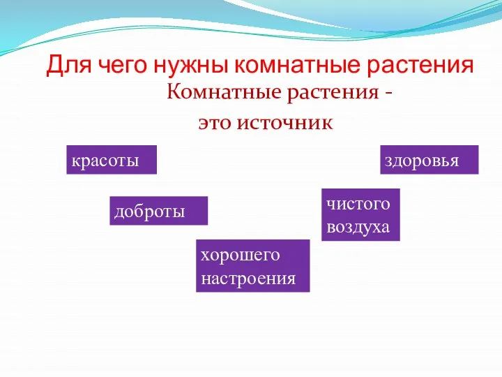 Для чего нужны комнатные растения Комнатные растения - это источник красоты хорошего