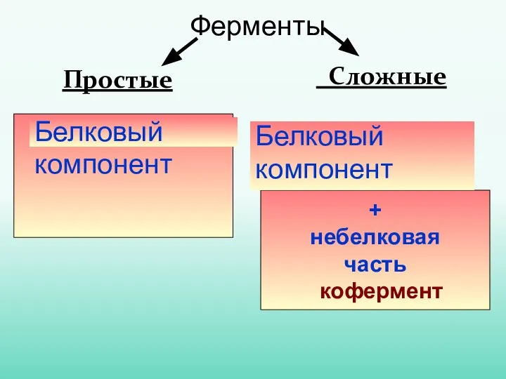 Ферменты Простые . Сложные