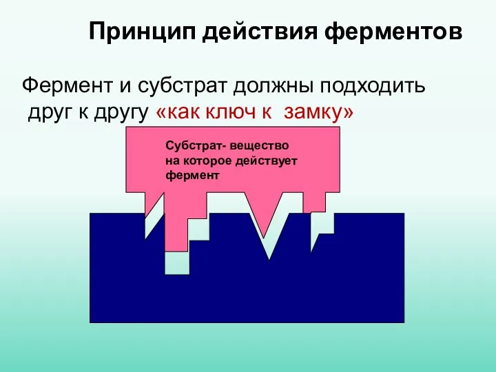 Принцип действия ферментов Фермент и субстрат должны подходить друг к другу «как ключ к замку»