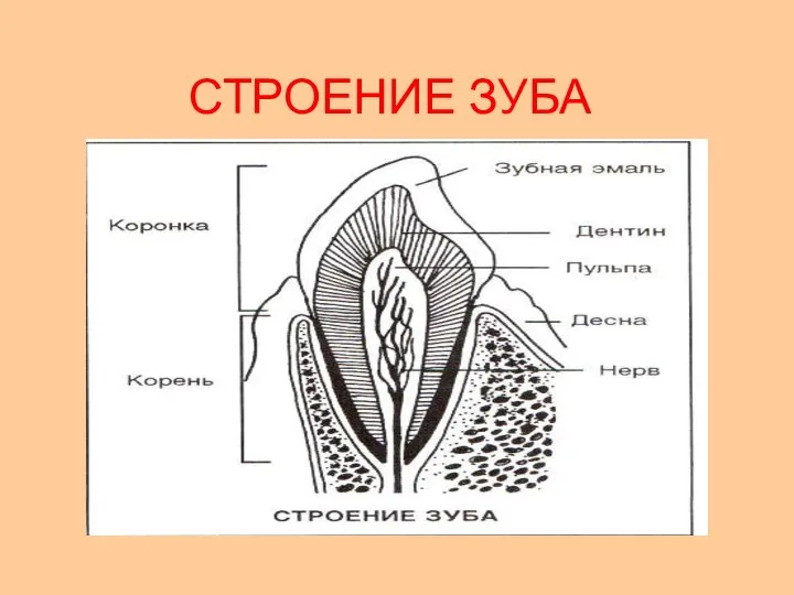 СТРОЕНИЕ ЗУБА