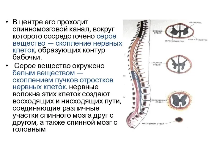 В центре его проходит спинномозговой канал, вокруг которого сосредоточено серое вещество —