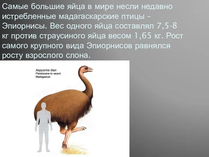 Самые большие яйца в мире несли недавно истребленные мадагаскарские птицы – Эпиорнисы.