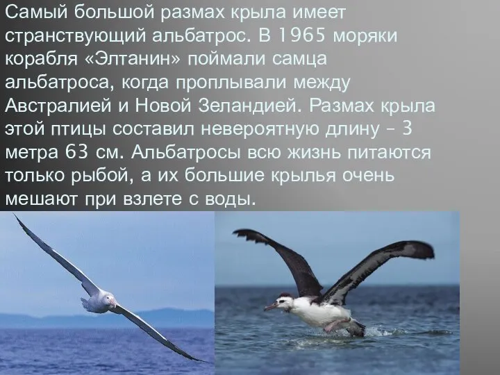 Самый большой размах крыла имеет странствующий альбатрос. В 1965 моряки корабля «Элтанин»