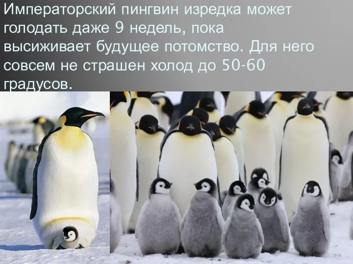 Императорский пингвин изредка может голодать даже 9 недель, пока высиживает будущее потомство.
