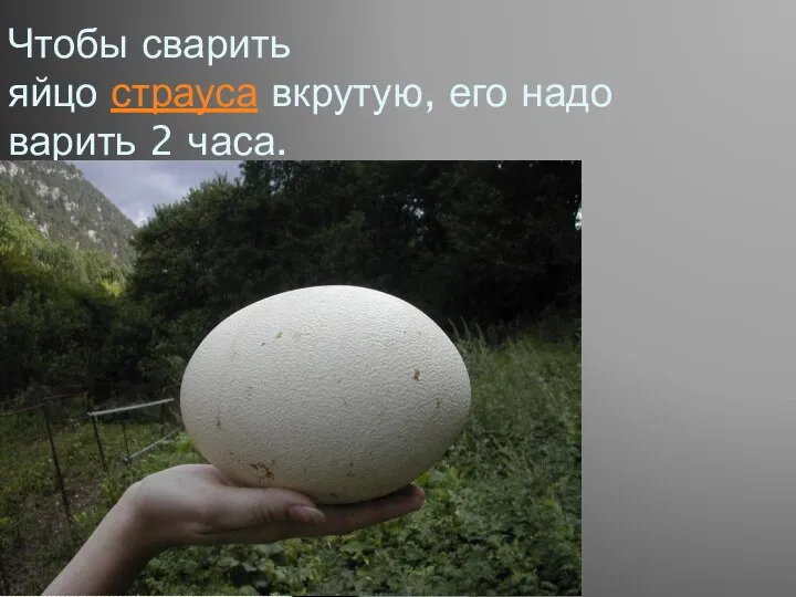 Чтобы сварить яйцо страуса вкрутую, его надо варить 2 часа.