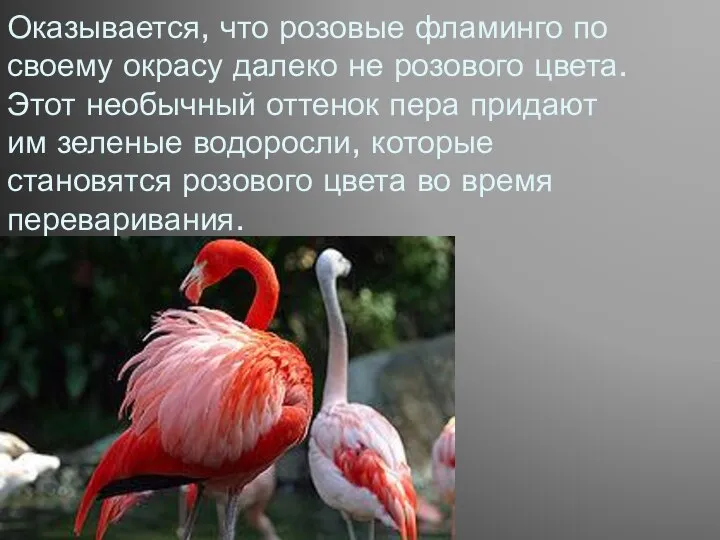 Оказывается, что розовые фламинго по своему окрасу далеко не розового цвета. Этот