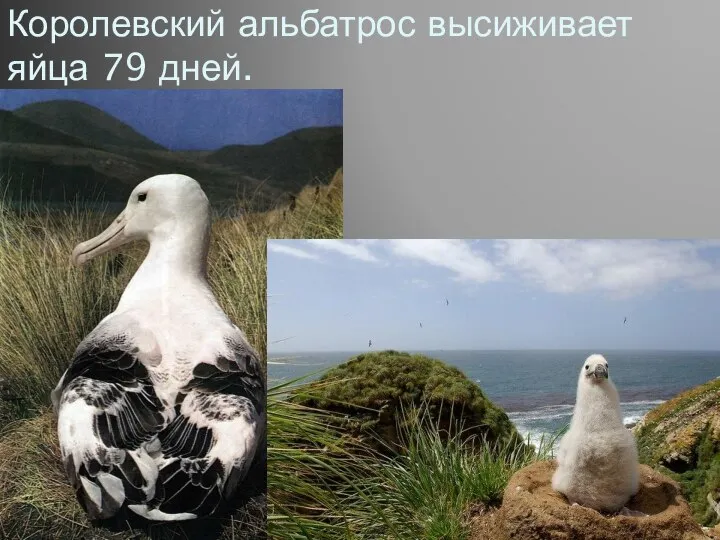 Королевский альбатрос высиживает яйца 79 дней.