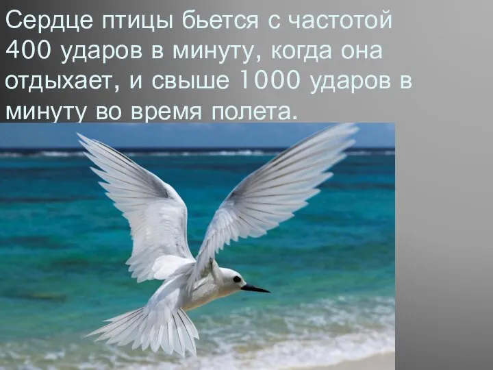 Сердце птицы бьется с частотой 400 ударов в минуту, когда она отдыхает,