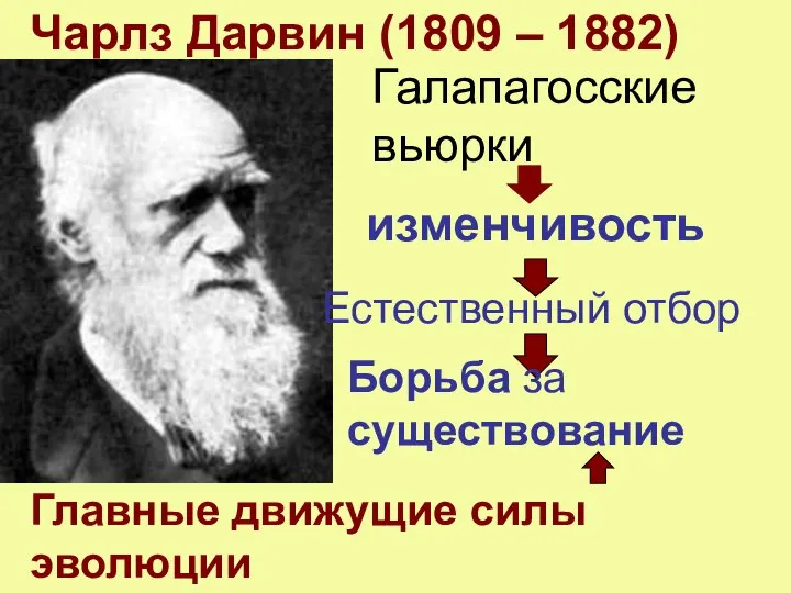 Чарлз Дарвин (1809 – 1882) Галапагосские вьюрки изменчивость Естественный отбор Борьба за