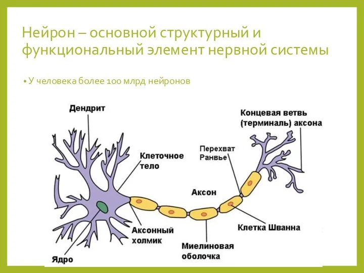 Нейрон – основной структурный и функциональный элемент нервной системы У человека более 100 млрд нейронов