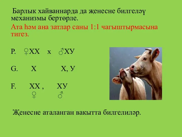 Барлык хайваннарда да җенесне билгеләү механизмы бертөрле. Ата һәм ана затлар саны