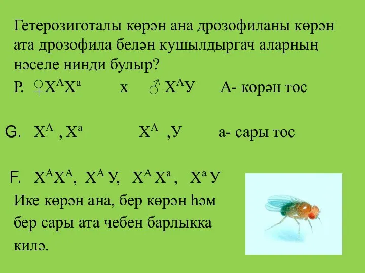 Гетерозиготалы көрән ана дрозофиланы көрән ата дрозофила белән кушылдыргач аларның нәселе нинди