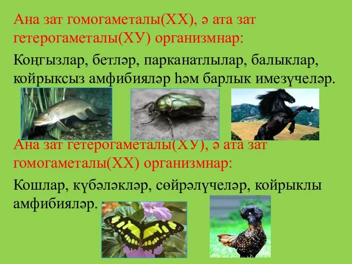 Ана зат гомогаметалы(ХХ), ә ата зат гетерогаметалы(ХУ) организмнар: Коңгызлар, бетләр, парканатлылар, балыклар,