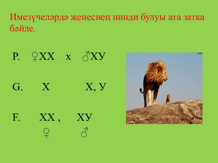 Имезүчеләрдә җенеснең нинди булуы ата затка бәйле. Р. ♀ХХ х ♂ХУ G.