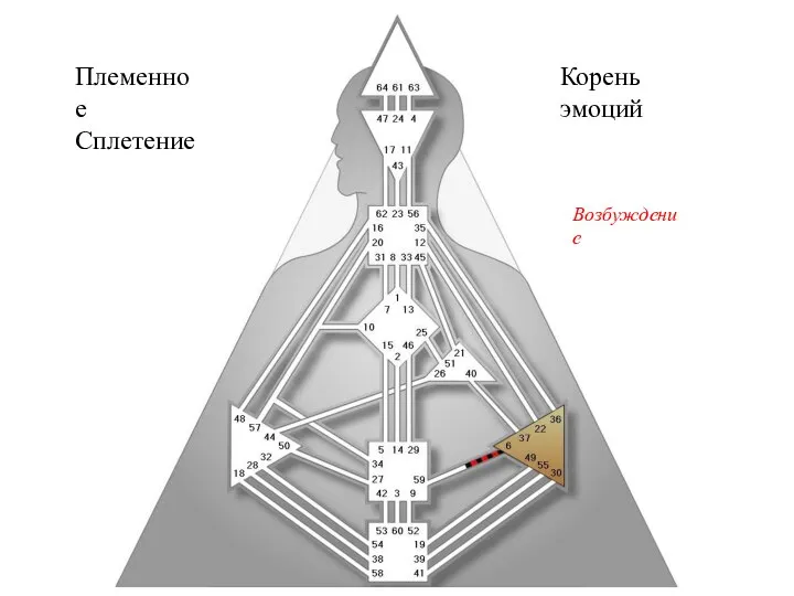 Племенное Сплетение Корень эмоций Возбуждение