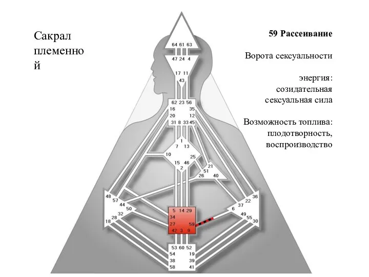 Сакрал племенной 59 Рассеивание Ворота сексуальности энергия: созидательная сексуальная сила Возможность топлива: плодотворность, воспроизводство