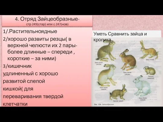 4. Отряд Зайцеобразные- стр 249(стар) или с 247(нов) 1/.Растительноядные 2/хорошо развиты резцы(