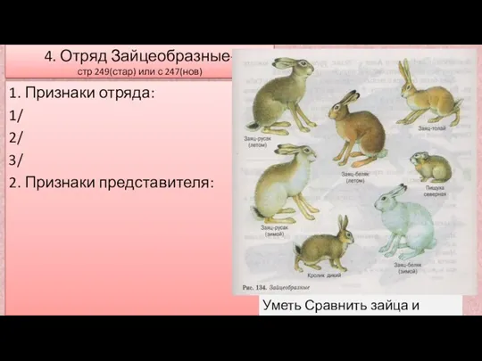 4. Отряд Зайцеобразные- стр 249(стар) или с 247(нов) 1. Признаки отряда: 1/