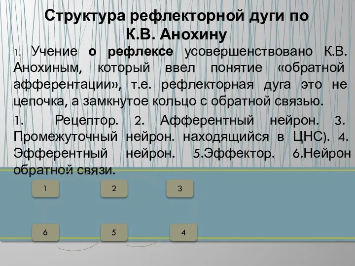 1. Учение о рефлексе усовершенствовано К.В. Анохиным, который ввел понятие «обратной афферентации»,