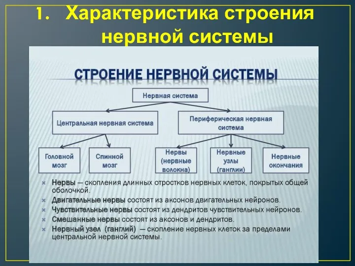 Характеристика строения нервной системы