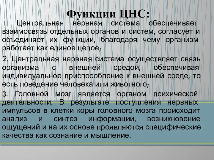 1. Центральная нервная система обеспечивает взаимосвязь отдельных органов и систем, согласует и