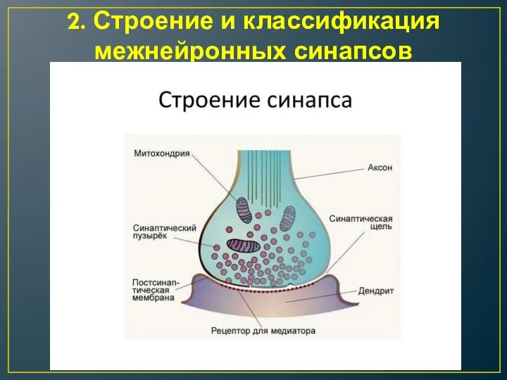 2. Строение и классификация межнейронных синапсов