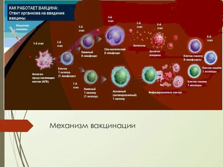 Механизм вакцинации