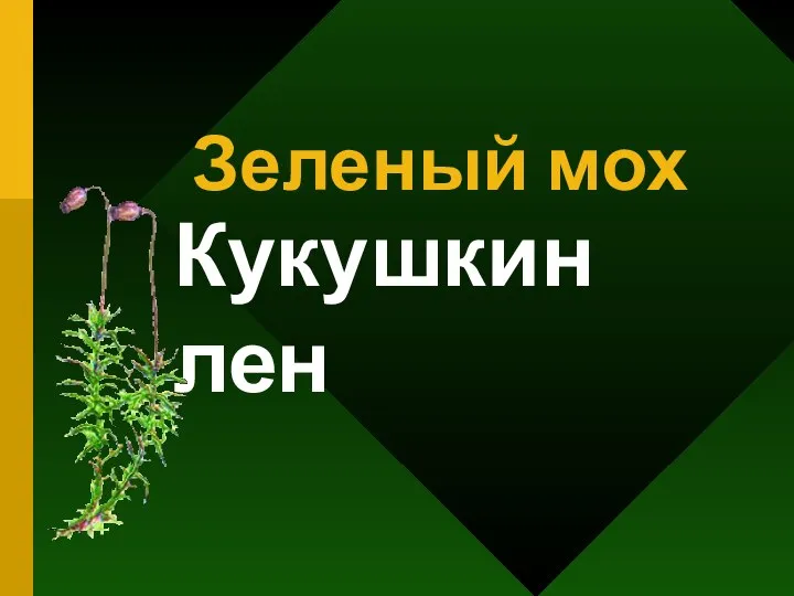 Зеленый мох Кукушкин лен