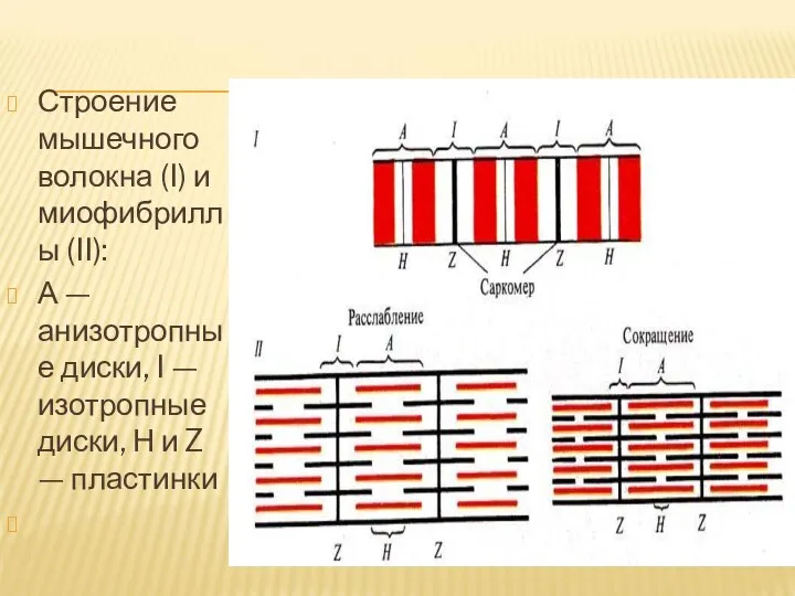 Строение мышечного волокна (I) и миофибриллы (II): А — анизотропные диски, I