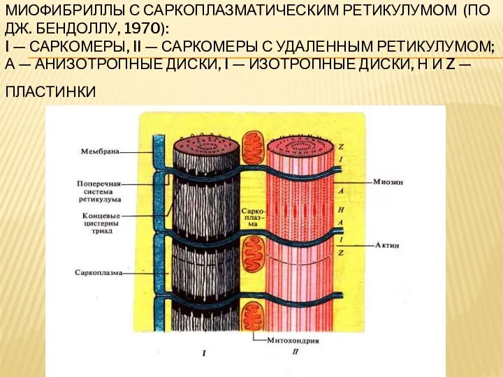 МИОФИБРИЛЛЫ С САРКОПЛАЗМАТИЧЕСКИМ РЕТИКУЛУМОМ (ПО ДЖ. БЕНДОЛЛУ, 1970): I — САРКОМЕРЫ, II