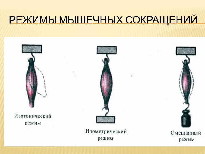 РЕЖИМЫ МЫШЕЧНЫХ СОКРАЩЕНИЙ