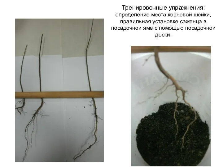 Тренировочные упражнения: определение места корневой шейки, правильная установке саженца в посадочной яме с помощью посадочной доски.