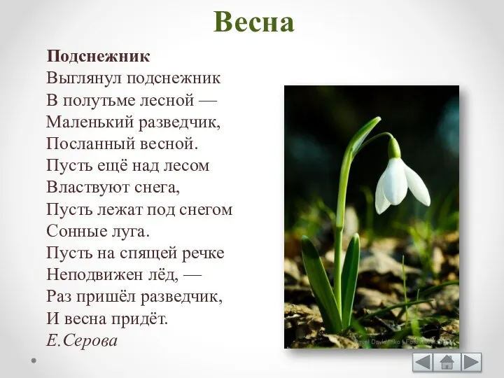 Подснежник Выглянул подснежник В полутьме лесной — Маленький разведчик, Посланный весной. Пусть