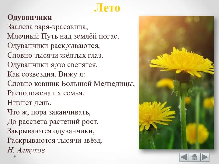 Одуванчики Заалела заря-красавица, Млечный Путь над землёй погас. Одуванчики раскрываются, Словно тысячи